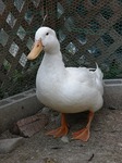 DSCN0081.jpg