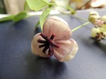 DSCN0334.jpg