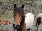 DSCN0339.jpg
