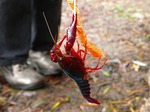 DSCN8454.jpg