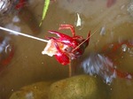 DSCN8463.jpg