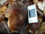 DSCN8692.jpg